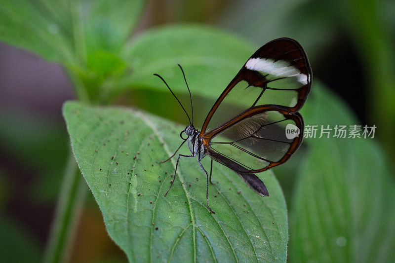 玻璃翅膀蝴蝶的侧视图特写(Greta oto)